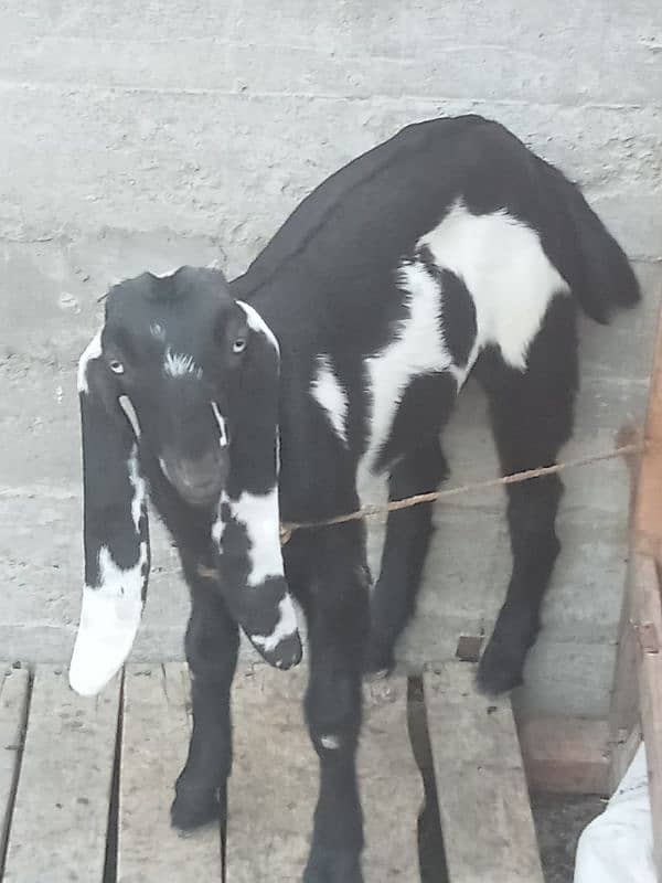 beetal bakri sath female cal n watsup 03113876208 7