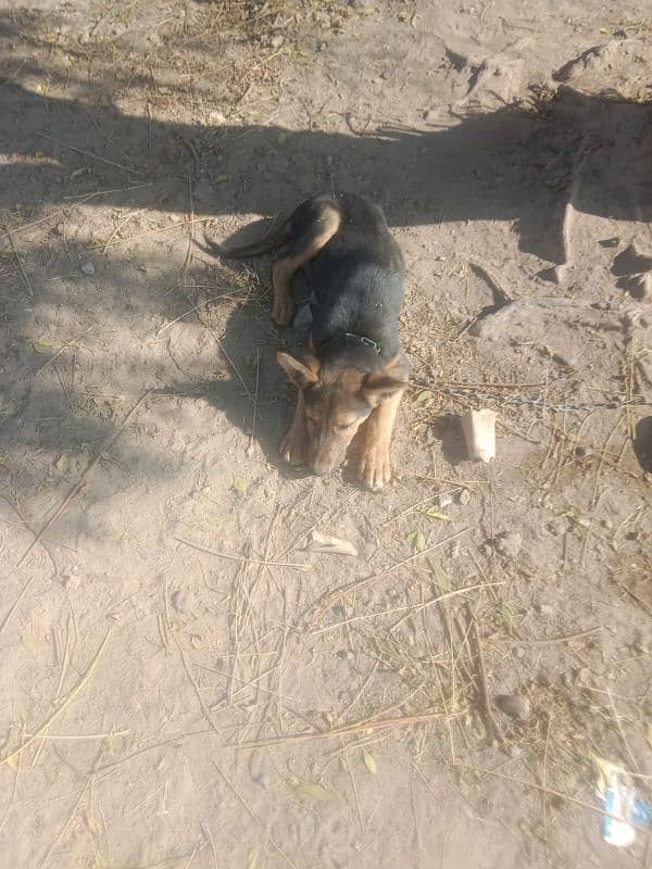 Belgian shepherd with baby for sale 3