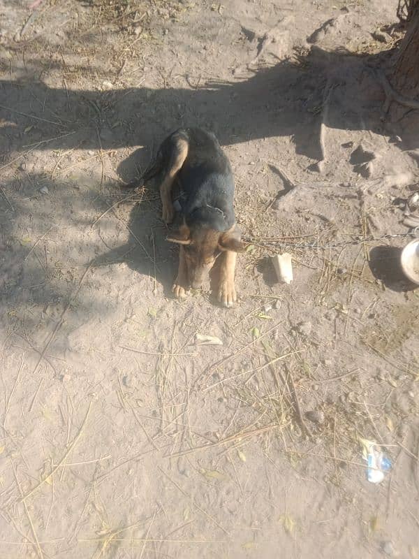 Belgian shepherd with baby for sale 4