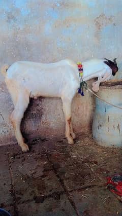 gulabi cross bakra03342381530