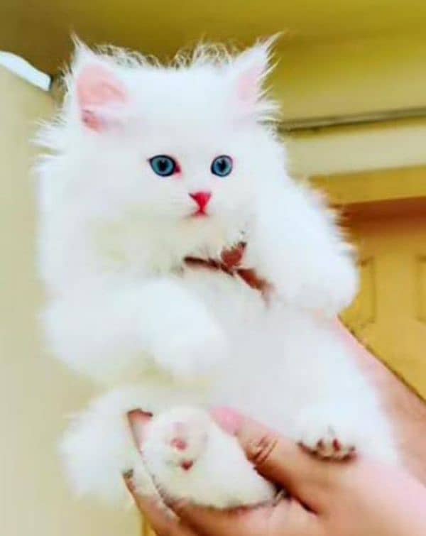 Persian beautiful Cat for sale/0349/16/55/812 my WhatsApp number 0