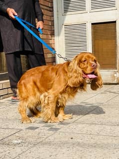 cocker spaniel 03234696626