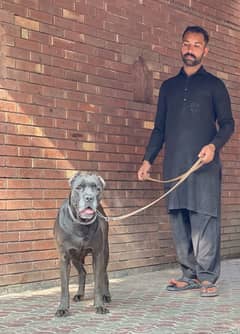 Cane corso 03234696626