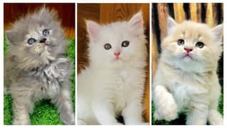 Persian kitten cats