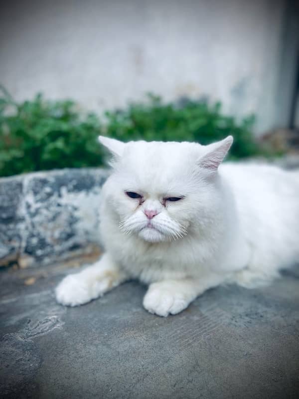 pure pershion full punch face white cat 1