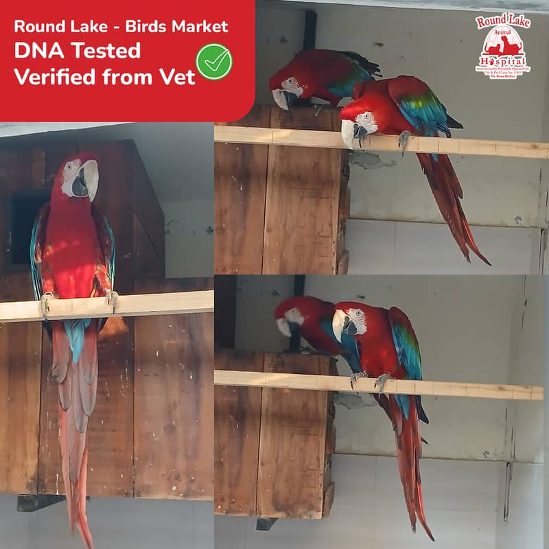 Breeder Pair Greenwing Macaw for Sale - Birds Market Green wing Macaw 0