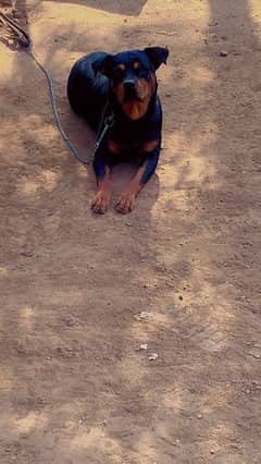 Rottweiler female for sale