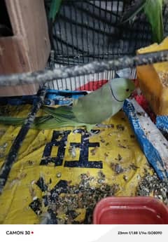 taking parrots 2 male taking and wesling meya metho