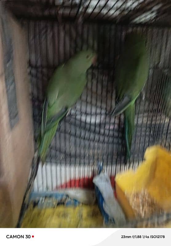 taking parrots 2 male taking and wesling meya metho 1