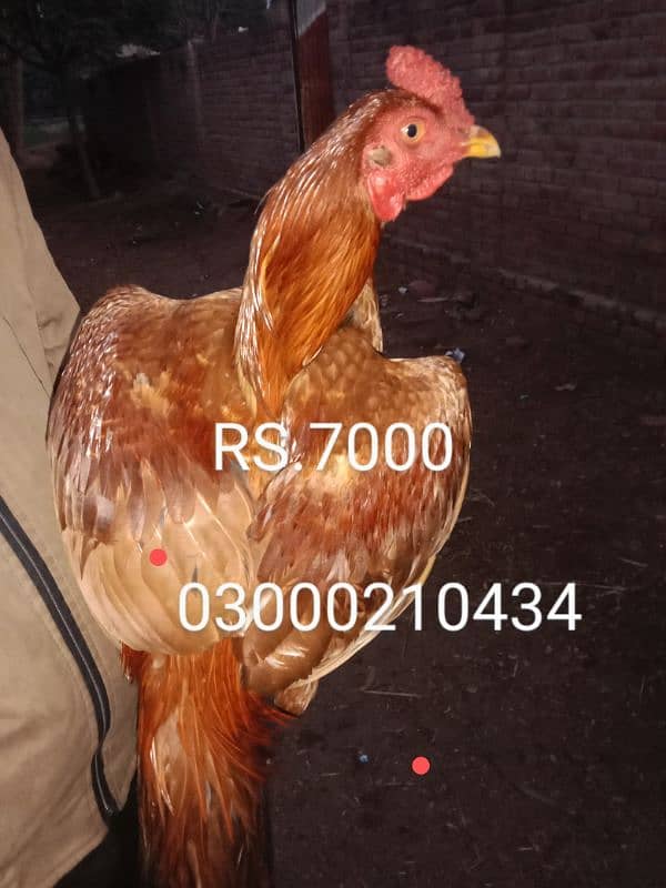 aseel mean wali pair for sale only call or WhatsApp 0