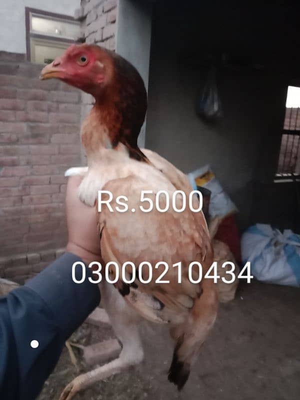 aseel mean wali pair for sale only call or WhatsApp 8