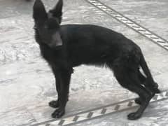 German shepherd females. contact number 03454199223