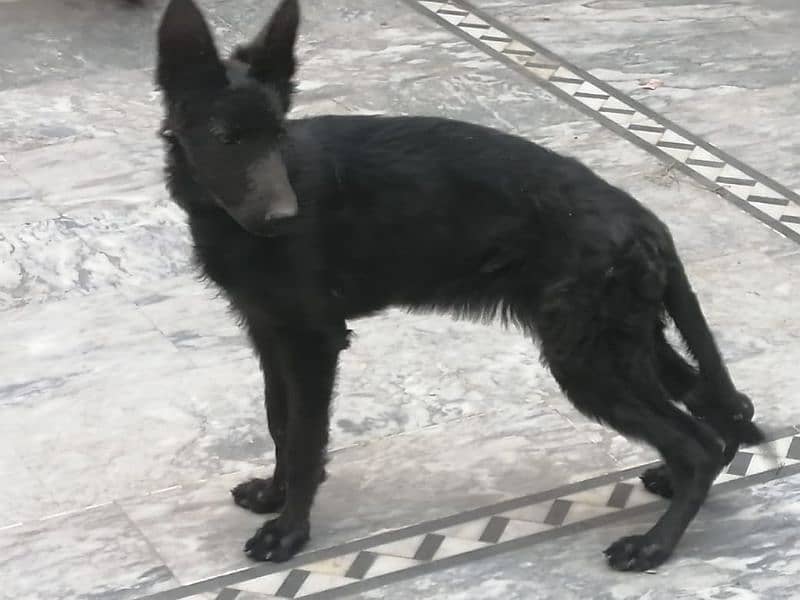 German shepherd females. contact number 03454199223 0