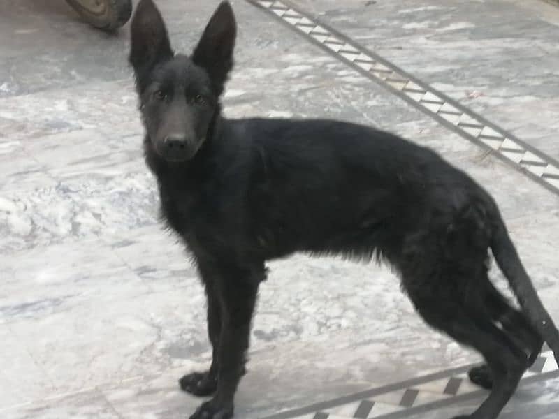 German shepherd females. contact number 03454199223 1