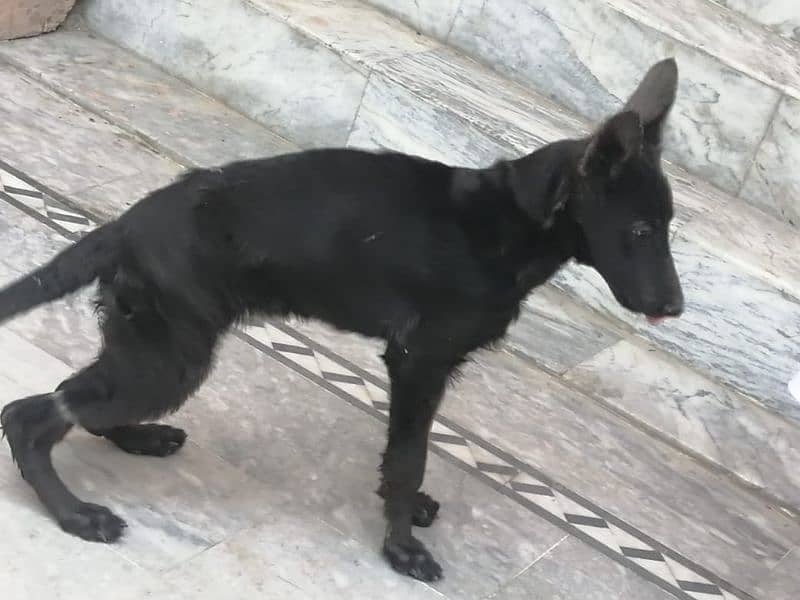 German shepherd females. contact number 03454199223 2