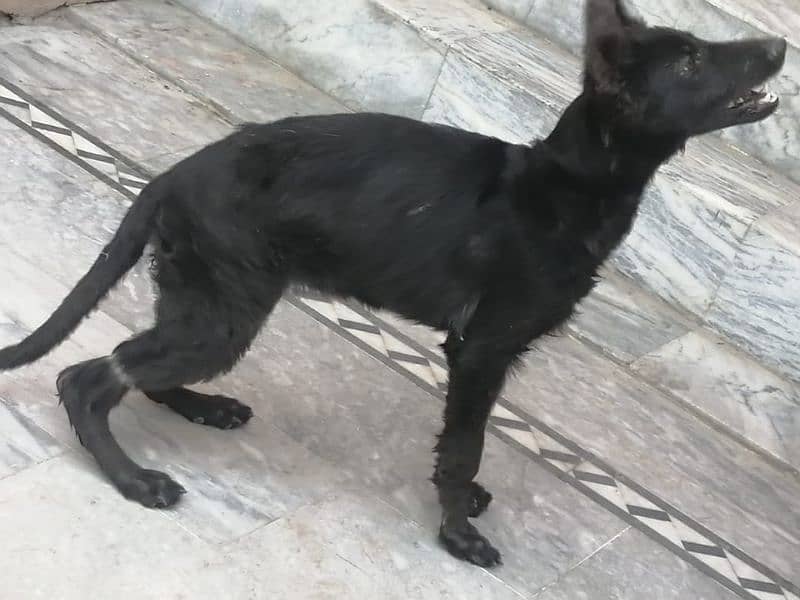 German shepherd females. contact number 03454199223 3