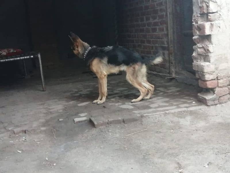 German shepherd females. contact number 03454199223 4