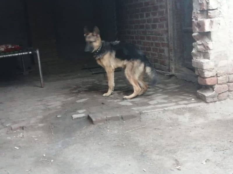 German shepherd females. contact number 03454199223 5