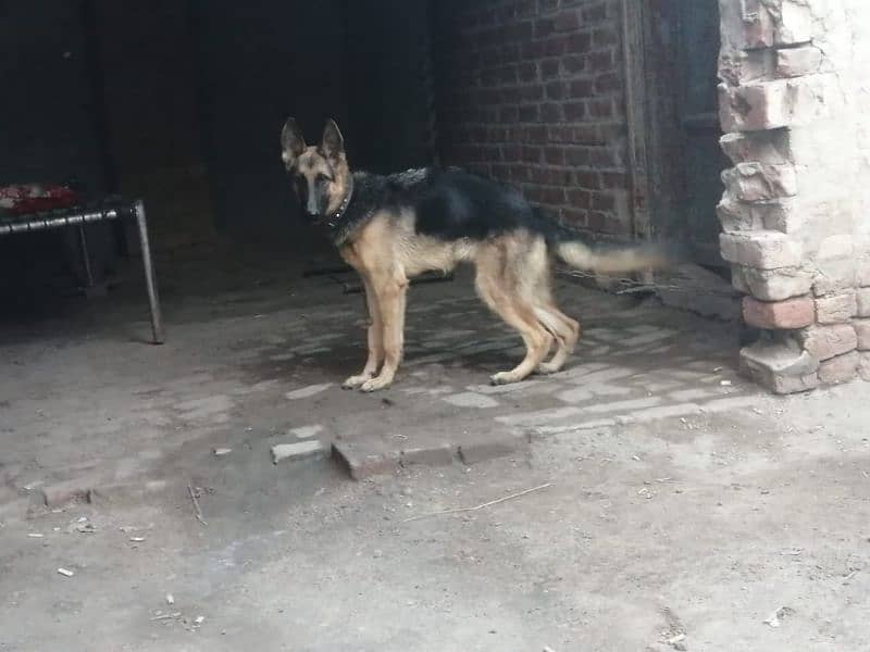 German shepherd females. contact number 03454199223 6