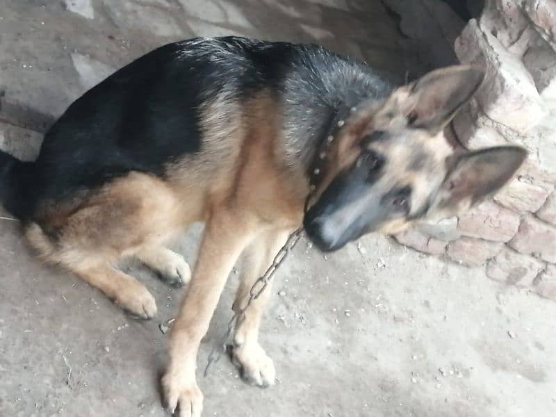 German shepherd females. contact number 03454199223 7