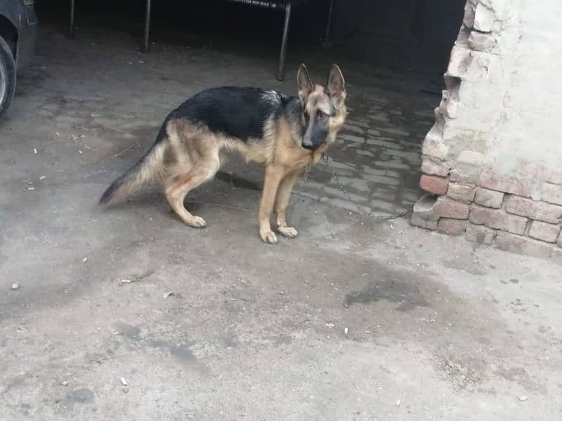 German shepherd females. contact number 03454199223 8