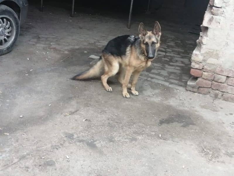 German shepherd females. contact number 03454199223 9