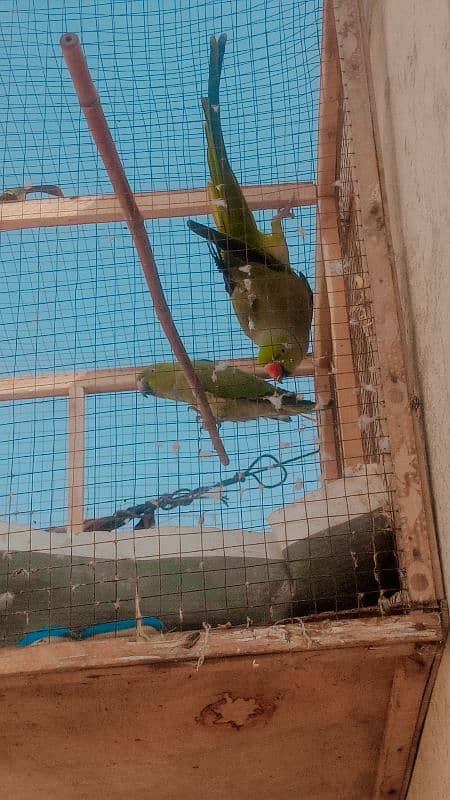 green parrot 5