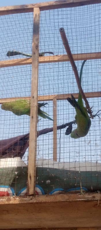 green parrot 6