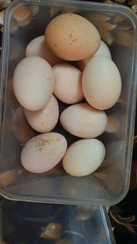 heera egg for sales paper white gurranty 2