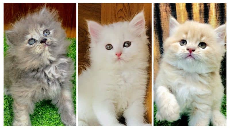 Persian kitten cats 0