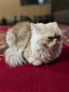 Persian semi punch face for breeding