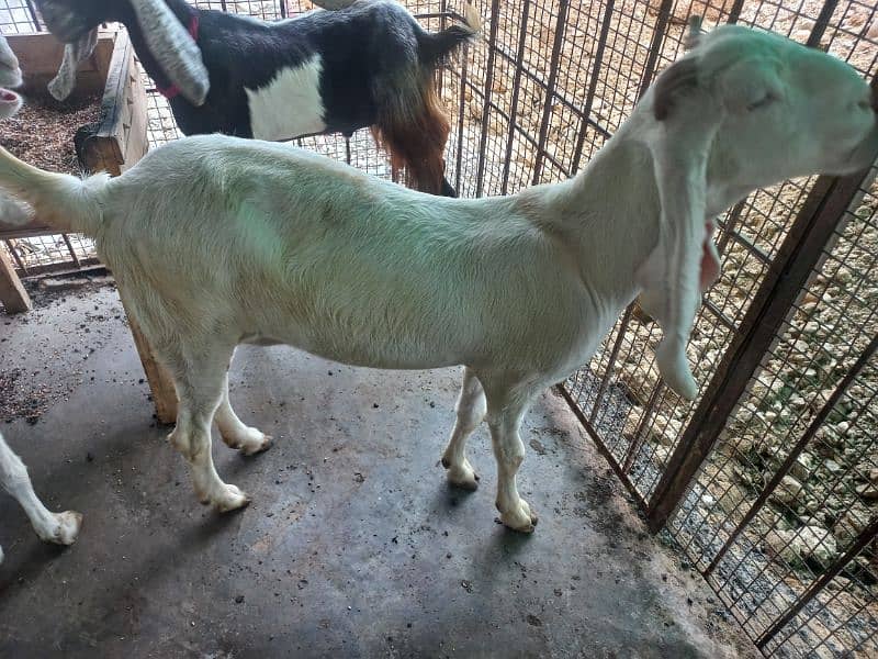 gulabi bakri 4 sale 0