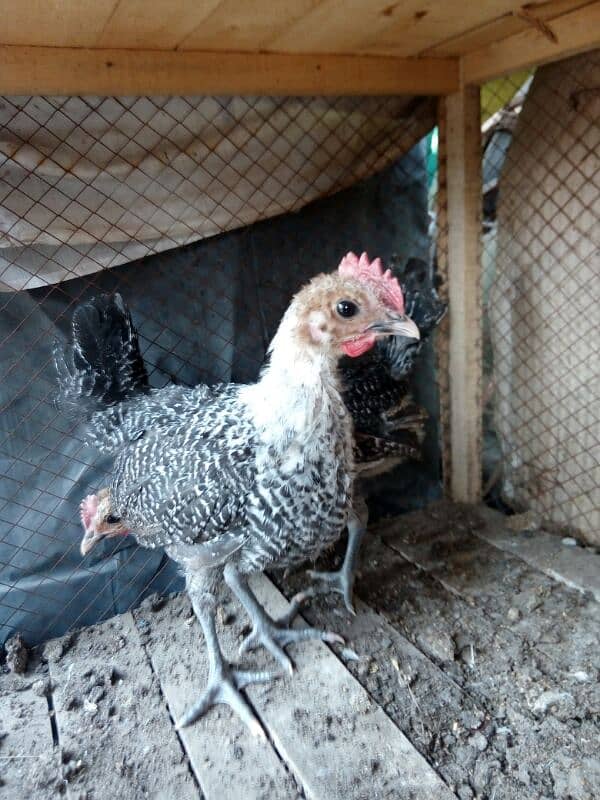 original misri ( fayoumi ) male chicks only two available 0