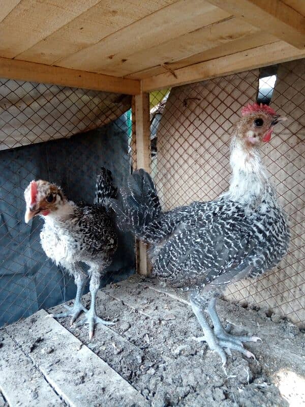 original misri ( fayoumi ) male chicks only two available 1