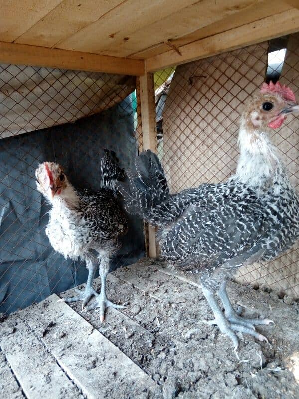 original misri ( fayoumi ) male chicks only two available 2