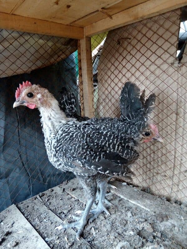 original misri ( fayoumi ) male chicks only two available 3