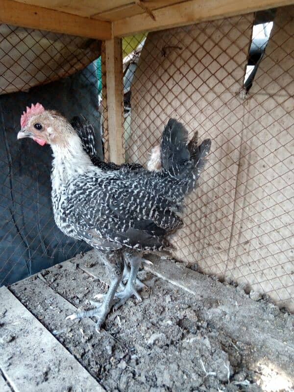 original misri ( fayoumi ) male chicks only two available 4