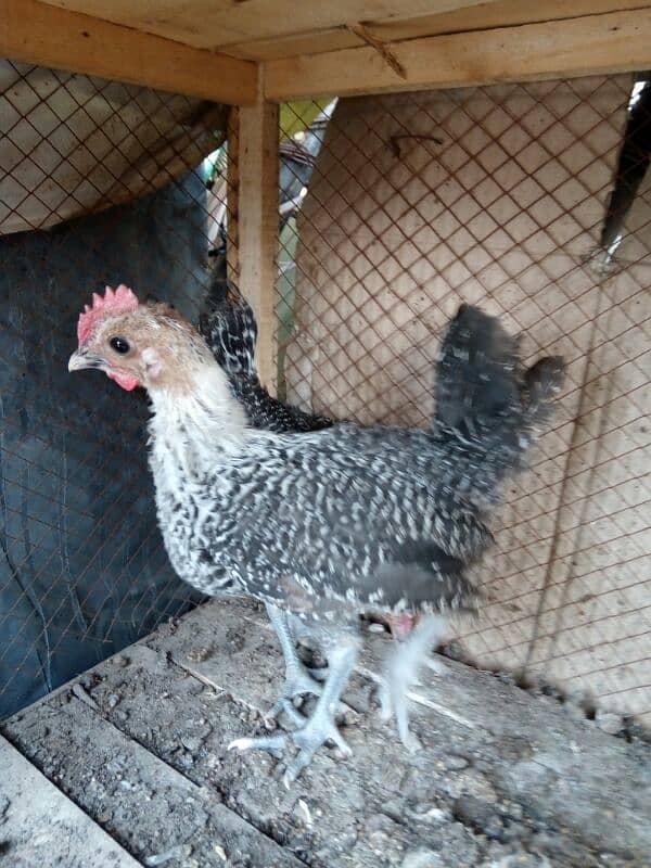 original misri ( fayoumi ) male chicks only two available 5