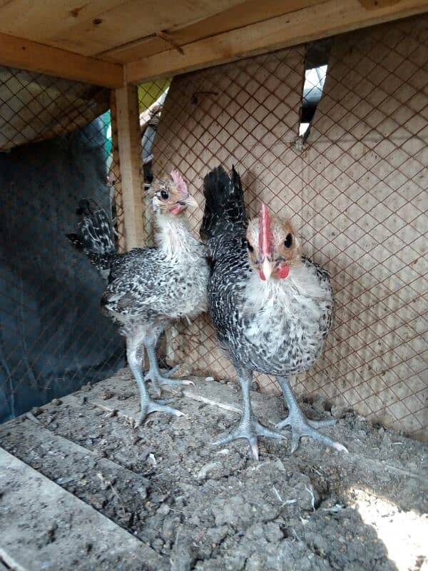 original misri ( fayoumi ) male chicks only two available 6