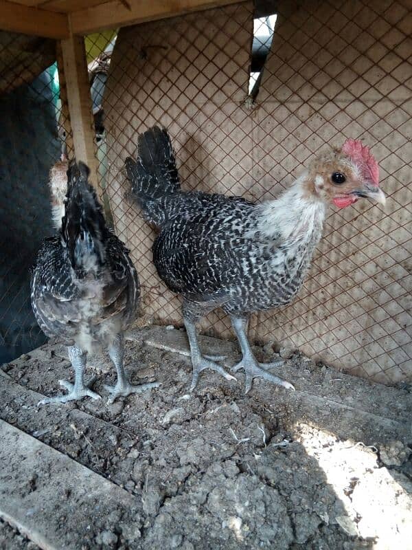 original misri ( fayoumi ) male chicks only two available 7