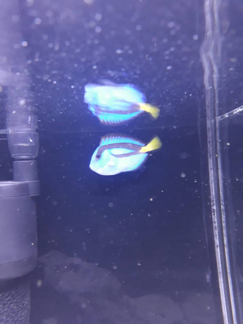 m selling my healty and active regal tang 2