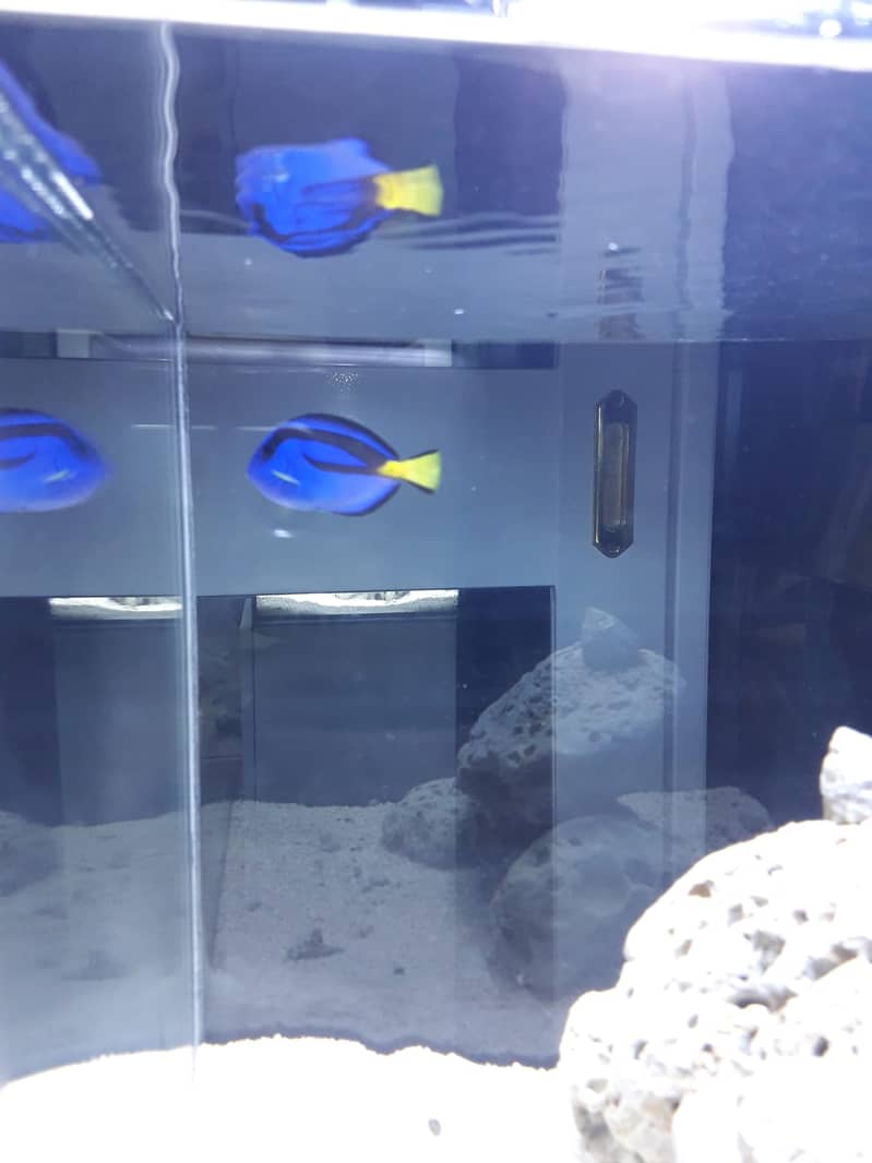 m selling my healty and active regal tang 3