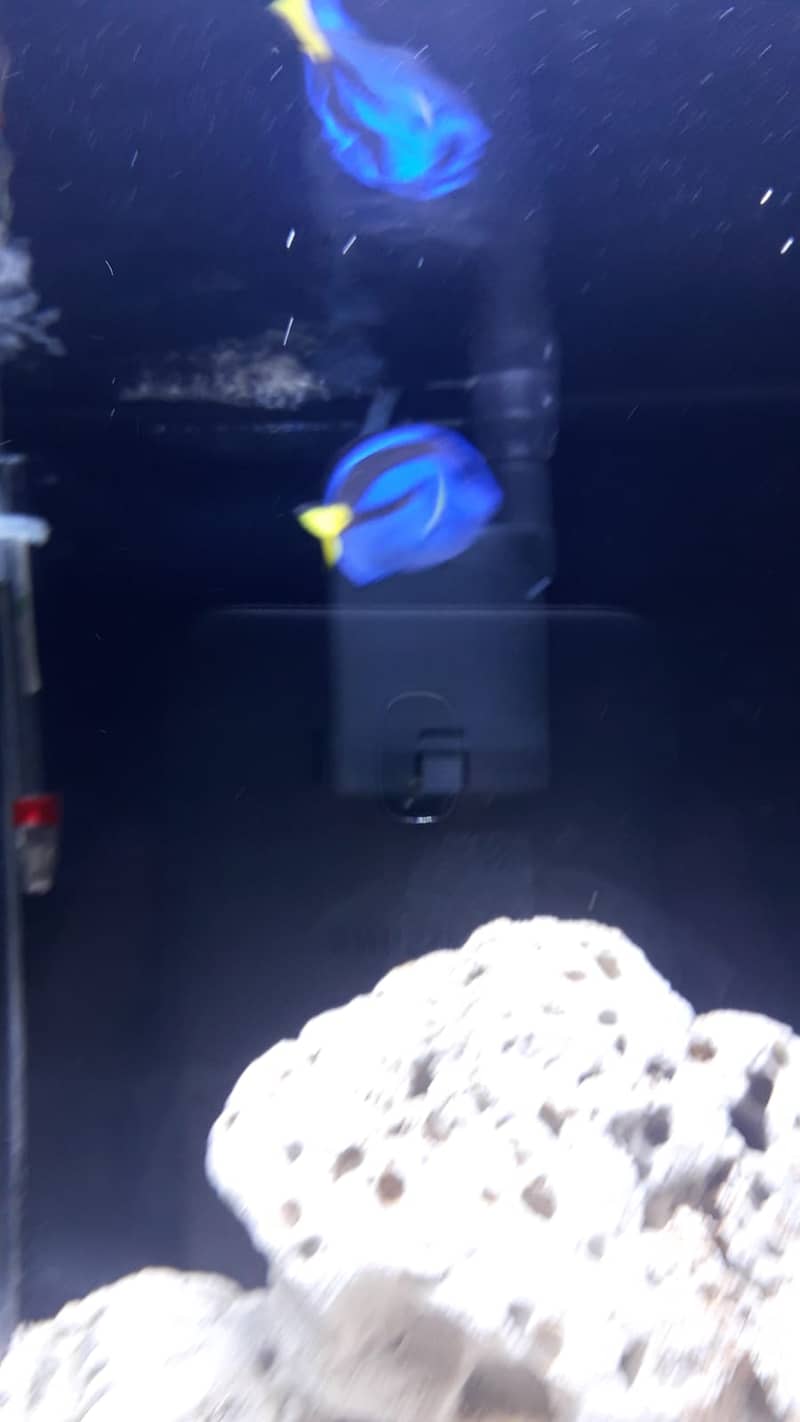 m selling my healty and active regal tang 4