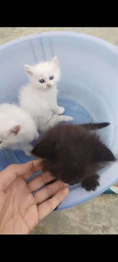 Persian kittens