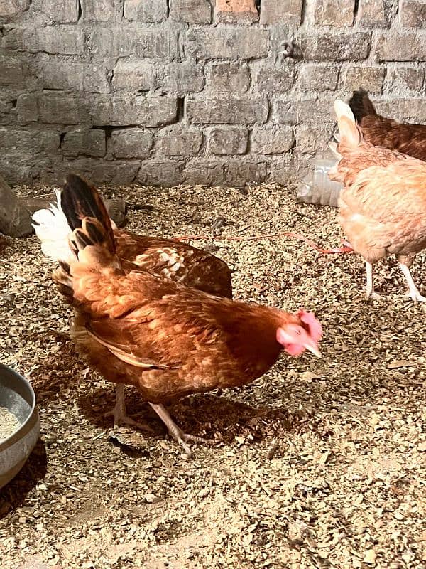 Golden Misri Hens | Golden desi  eggs 3