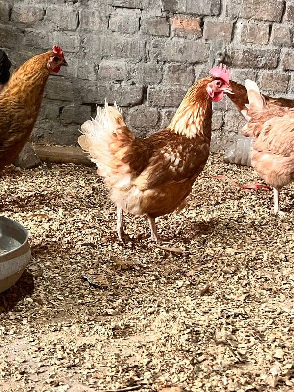 Golden Misri Hens | Golden desi  eggs 5