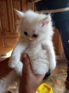 Persian Kittens for sale.