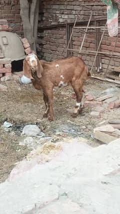 Bakra