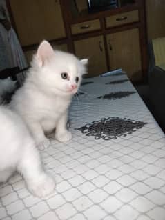 Persian kitten