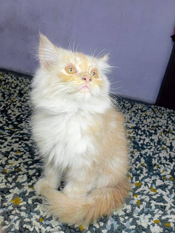 Perscian Cat For sale 0